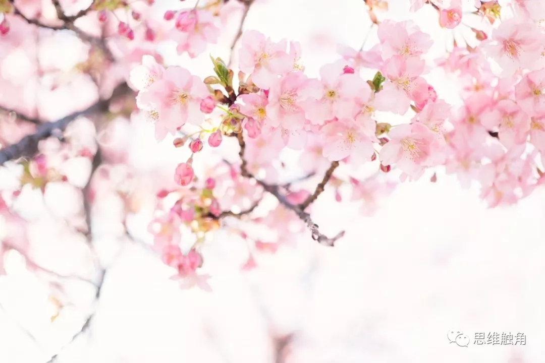环保樱花季-07.webp