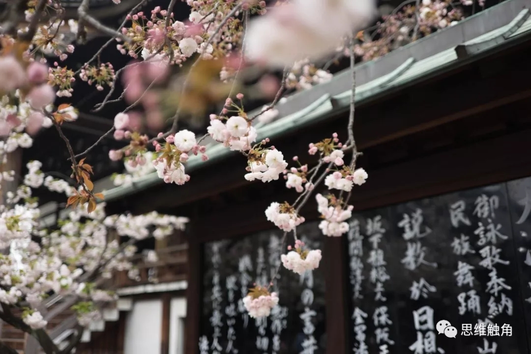 环保樱花季-08.webp
